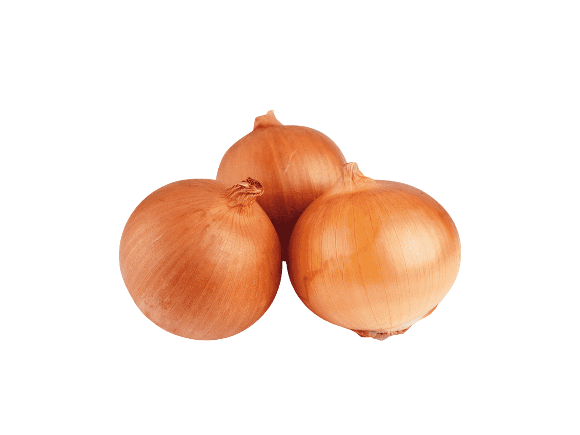 CEBOLLA