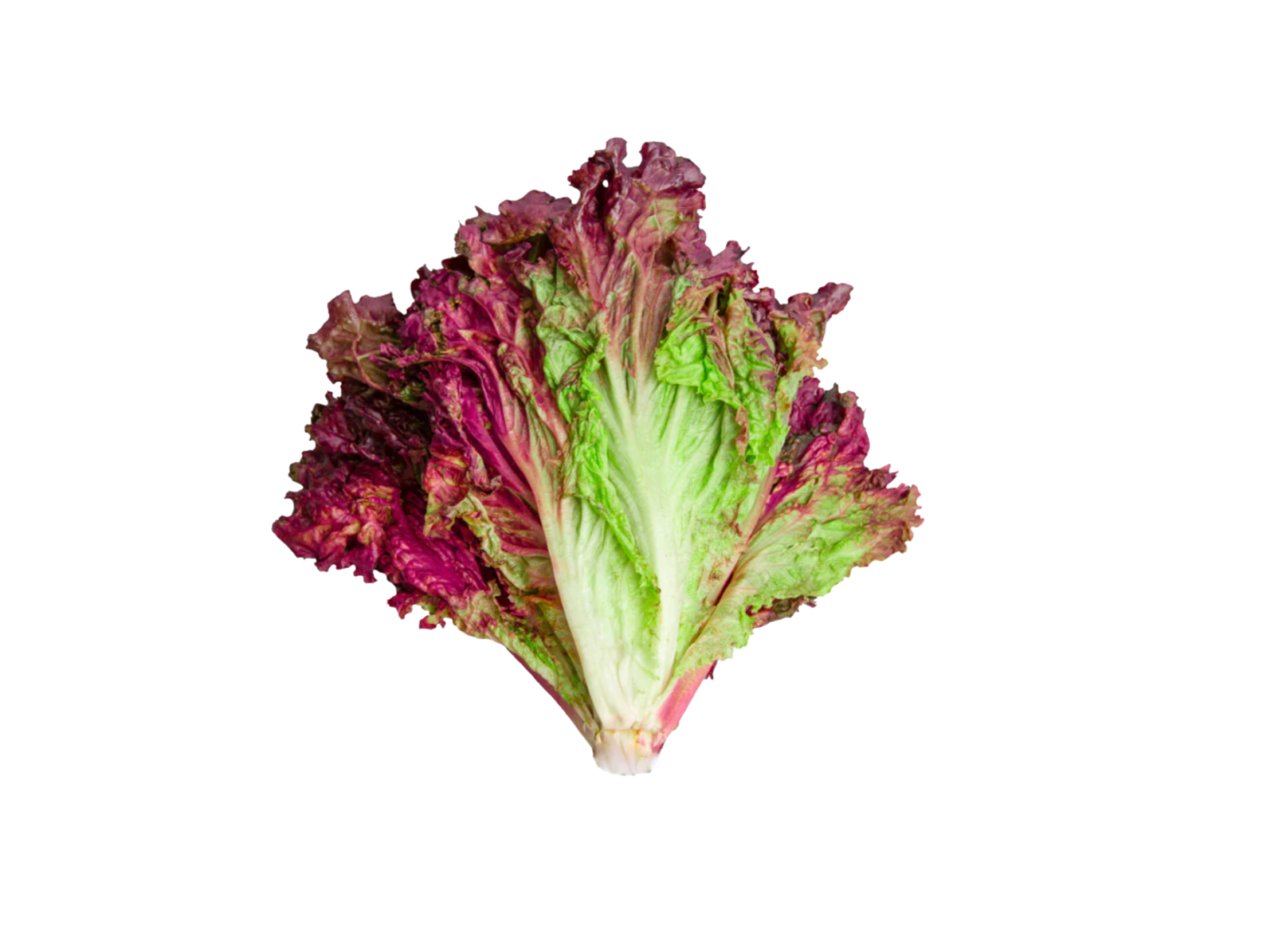 LECHUGA MORADA