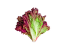 LECHUGA MORADA
