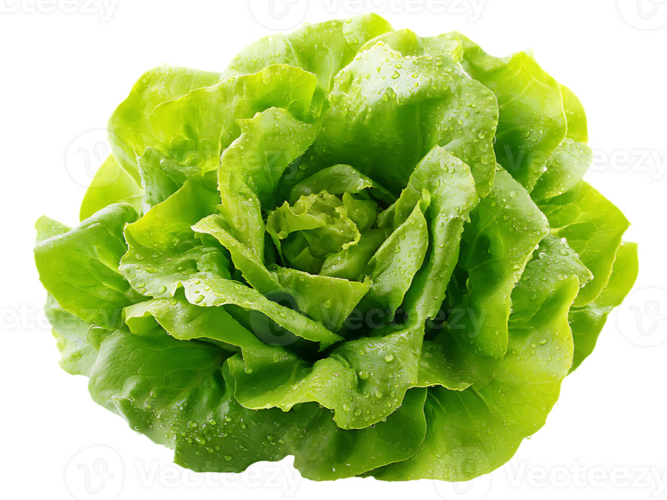 LECHUGA MANTECOSA