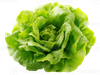 LECHUGA MANTECOSA