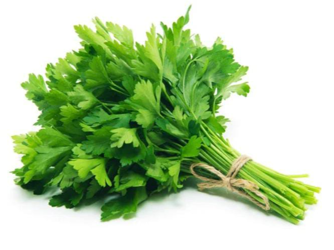 Cilantro