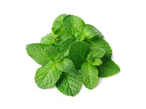 Menta