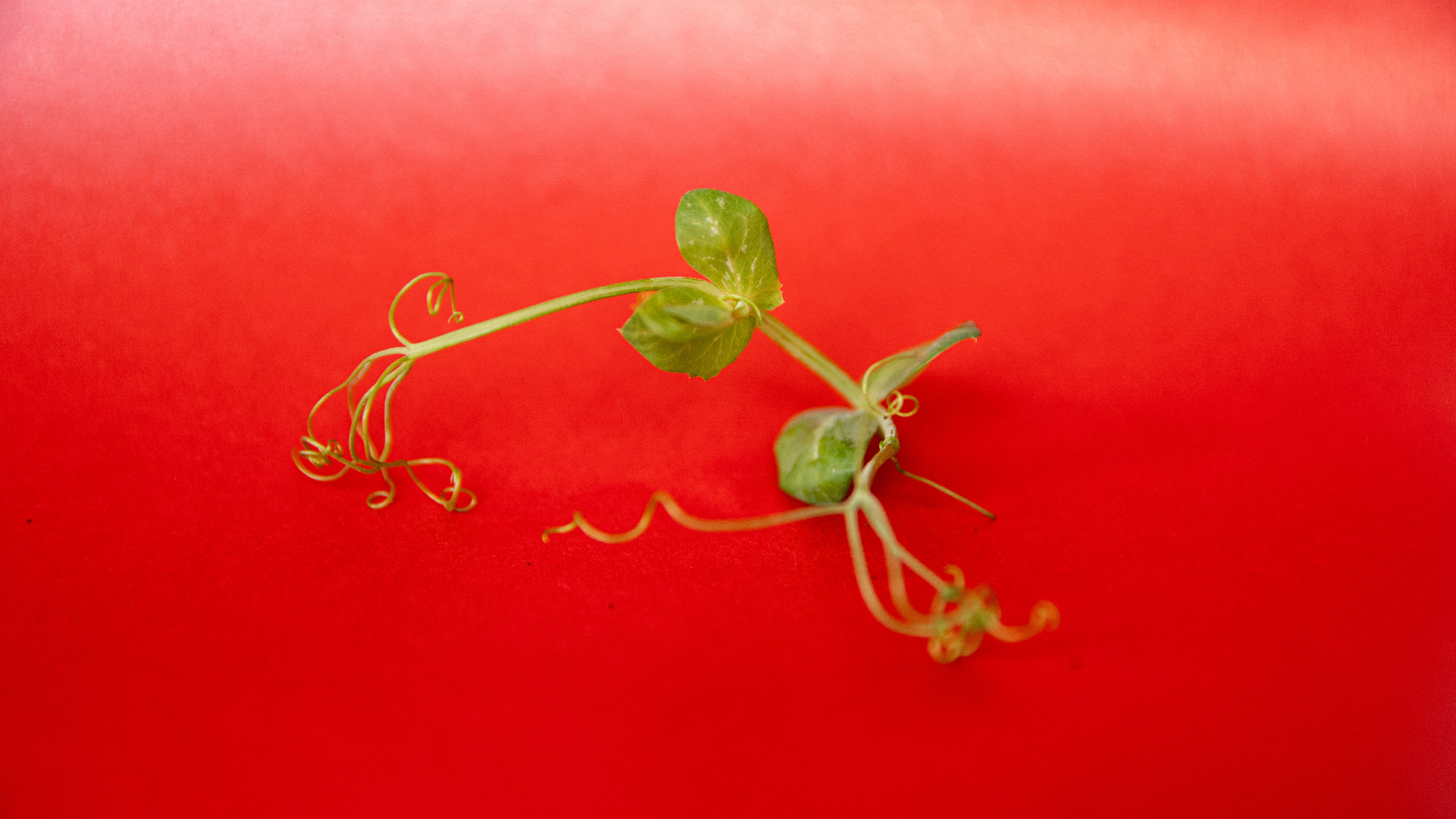 Microgreens de corte