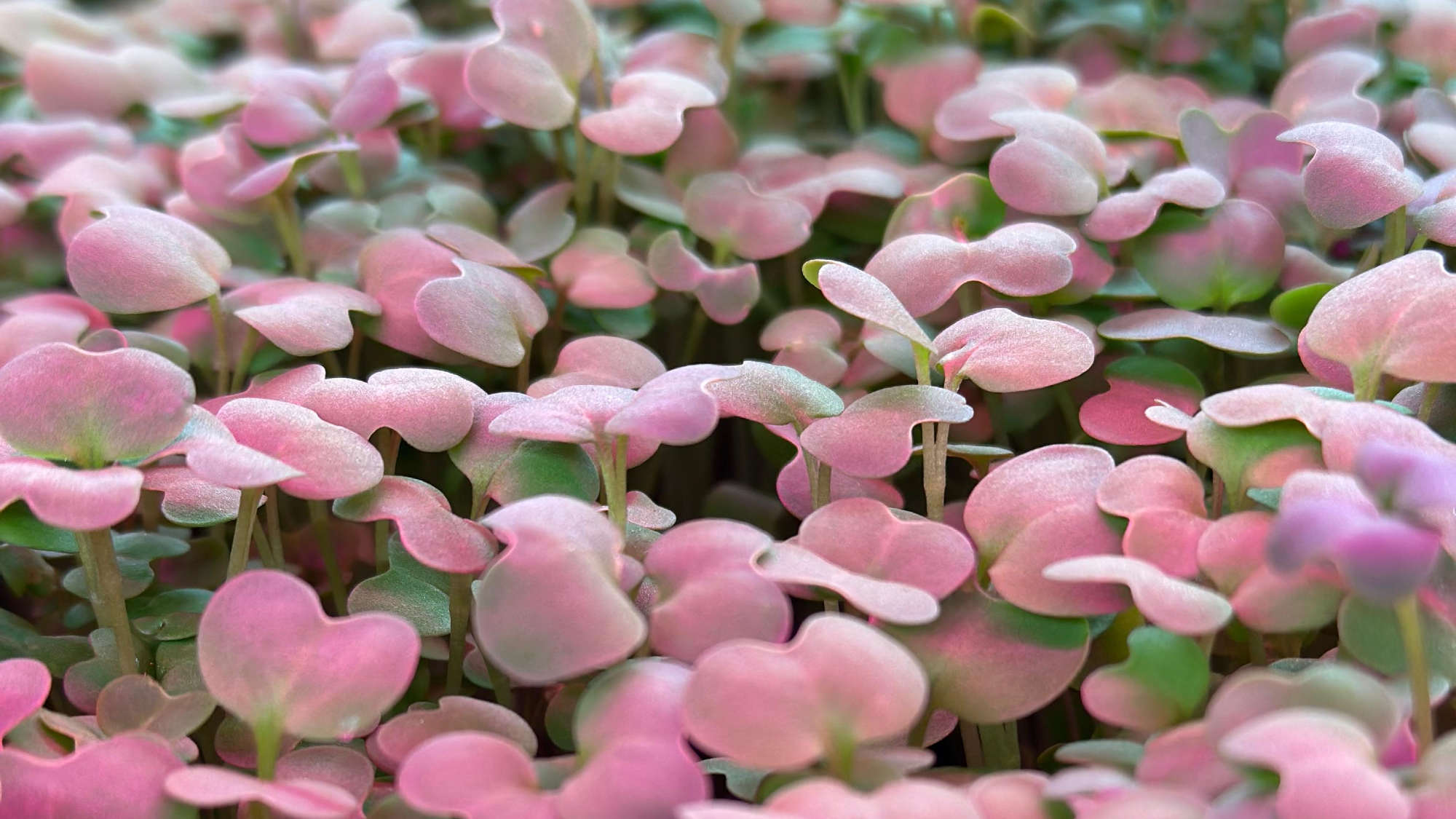 Otros Productos Gourmet