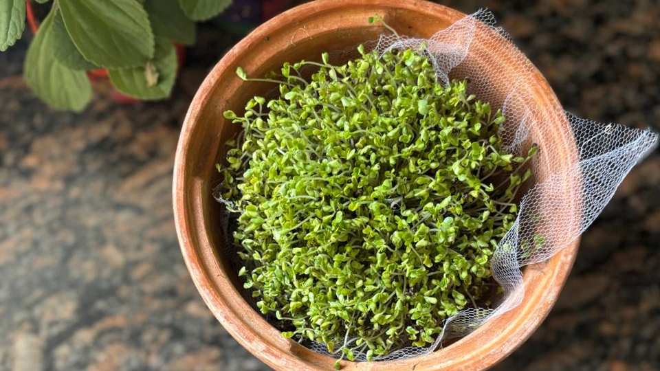 Insumos Para Cultivar