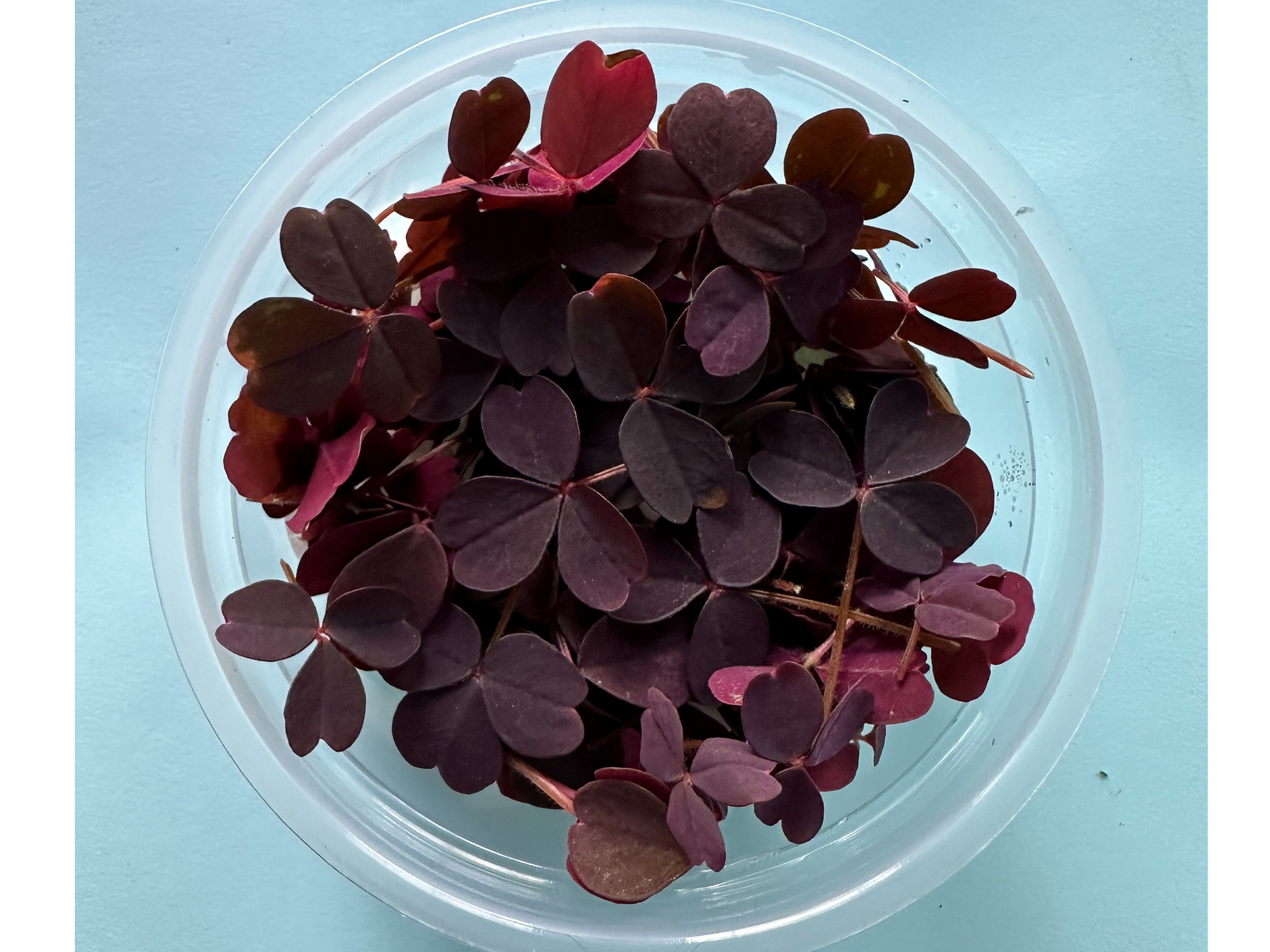 Oxalis Morados Cosechados