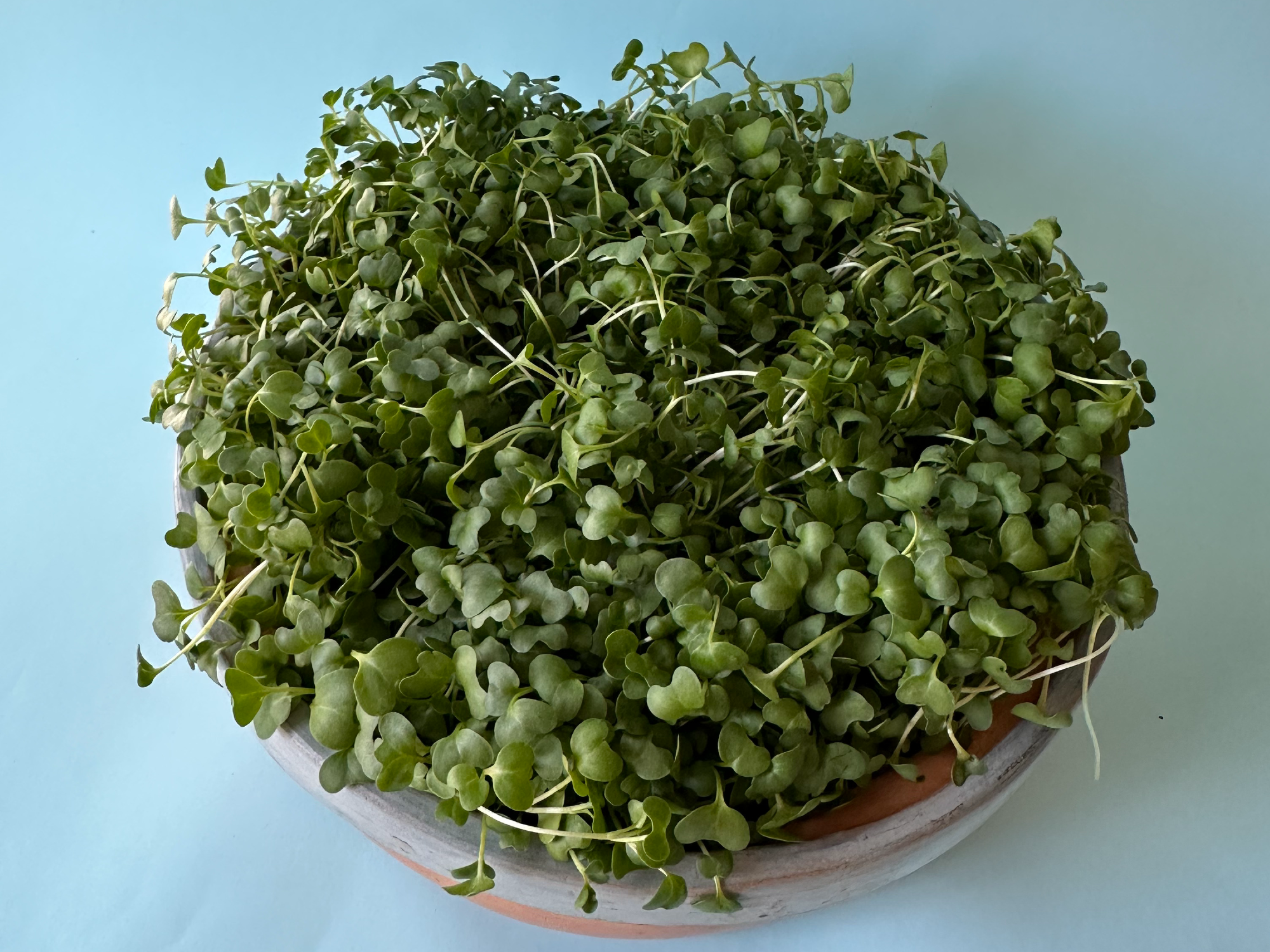 Especial 1 variedad a elección