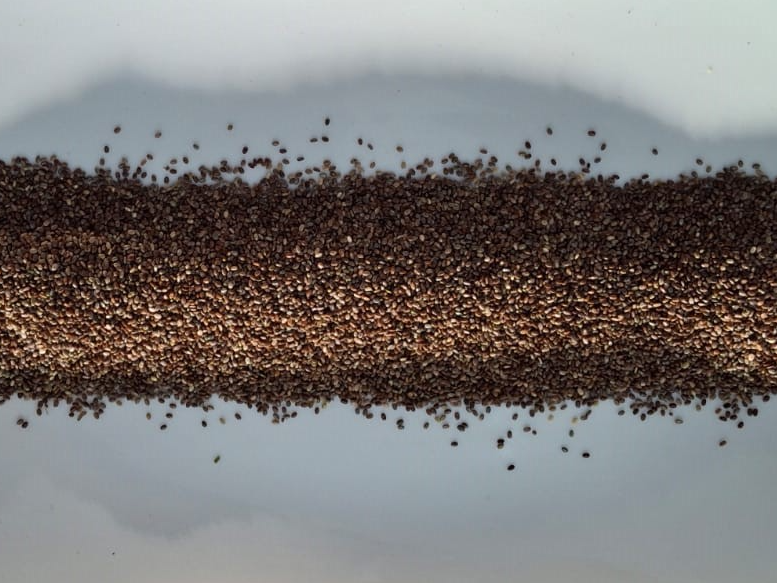 SEMILLAS DE CHIA