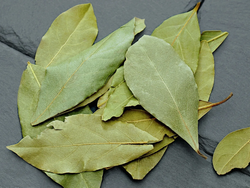 LAUREL