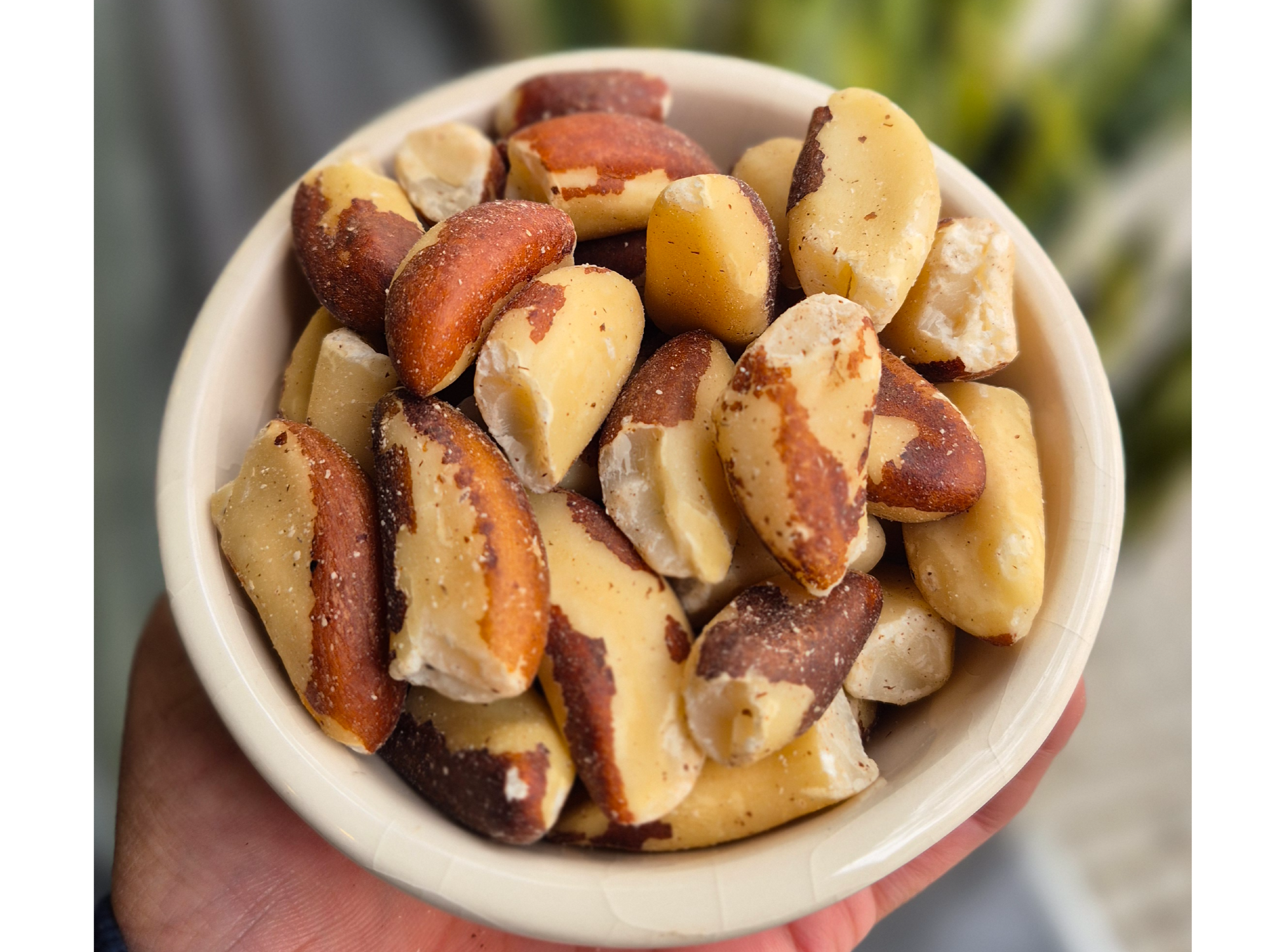 CASTAÑAS DE PARÁ (NUEZ DE BRASIL)