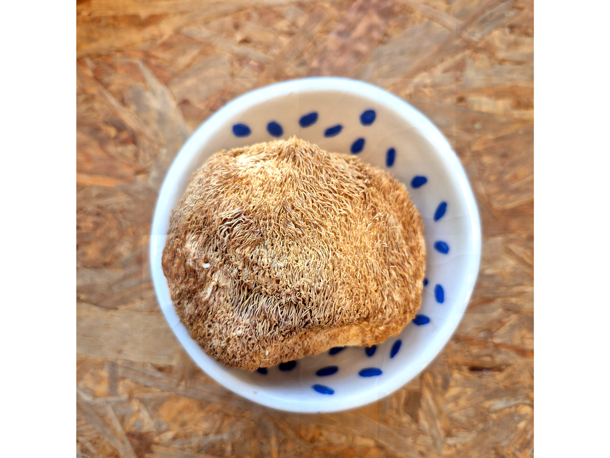 Hongo melena de leon