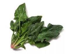 Espinaca de invierno atado