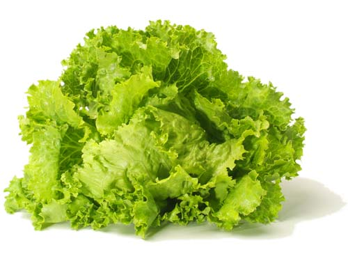 Lechugin verde atado