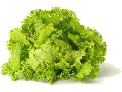Lechugin verde atado