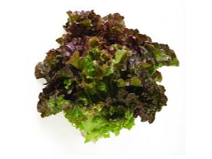 Lechugin morado atado