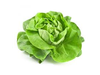 Lechuga mantecosa x Kg