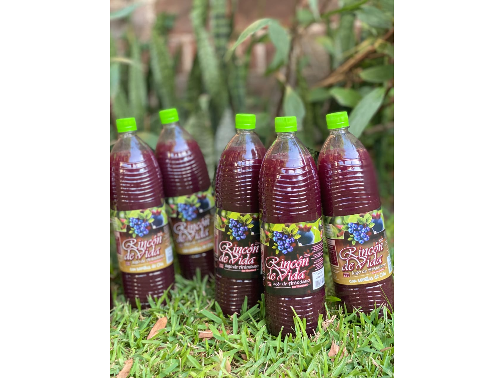 Jugo de arandanos con chia x 1,5 lts