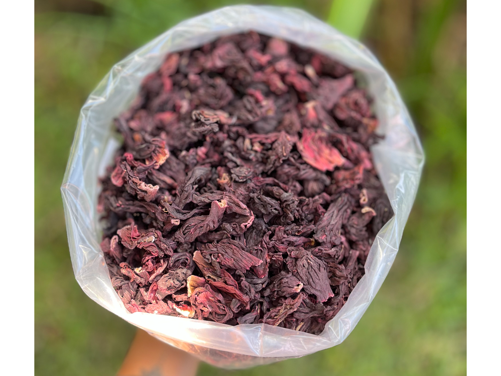 Flor de hibiscus