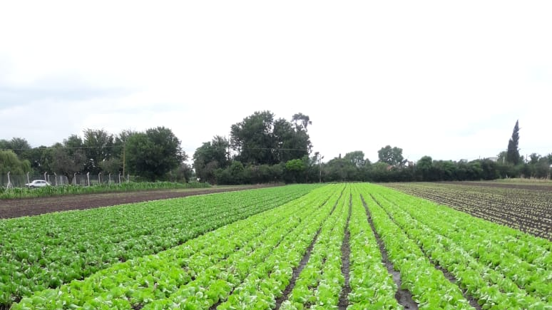 Oferta verduras