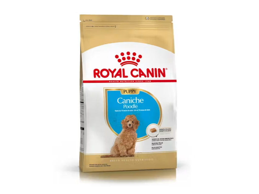 Caniche Puppy
