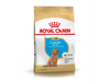Caniche Puppy