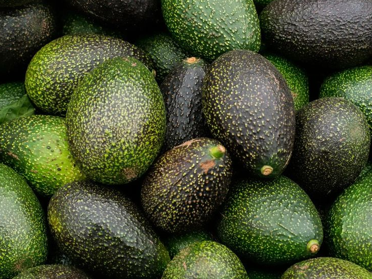 Palta Chilena