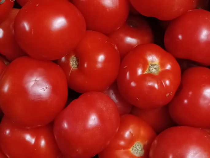 Tomate redondo