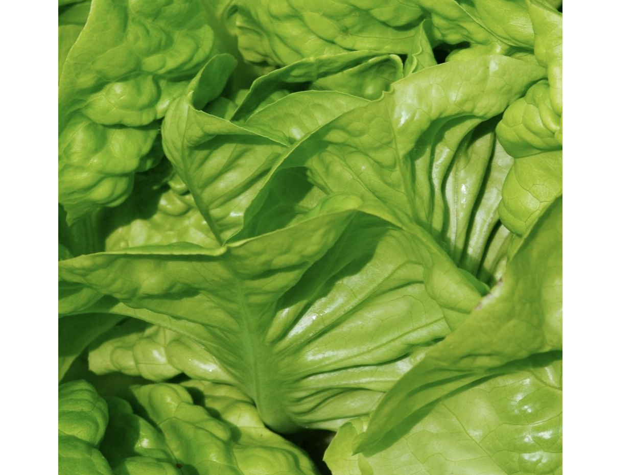 Lechuga Manteca