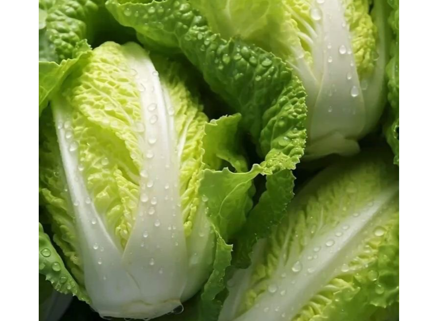 Lechuga repollada