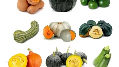 🎃 Zapallos y zapallitos de tronco