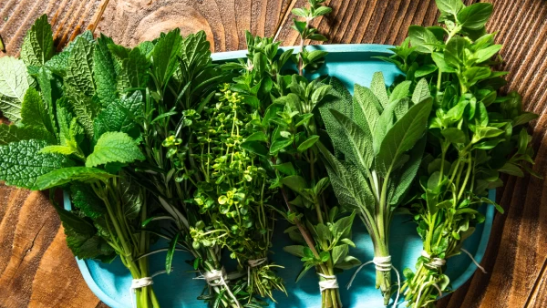 🌿 Hierbas aromáticas