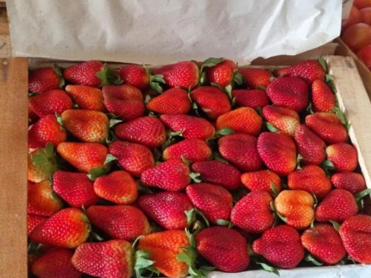 Frutilla x 5kg
