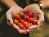 Tomate Cherry Rojo