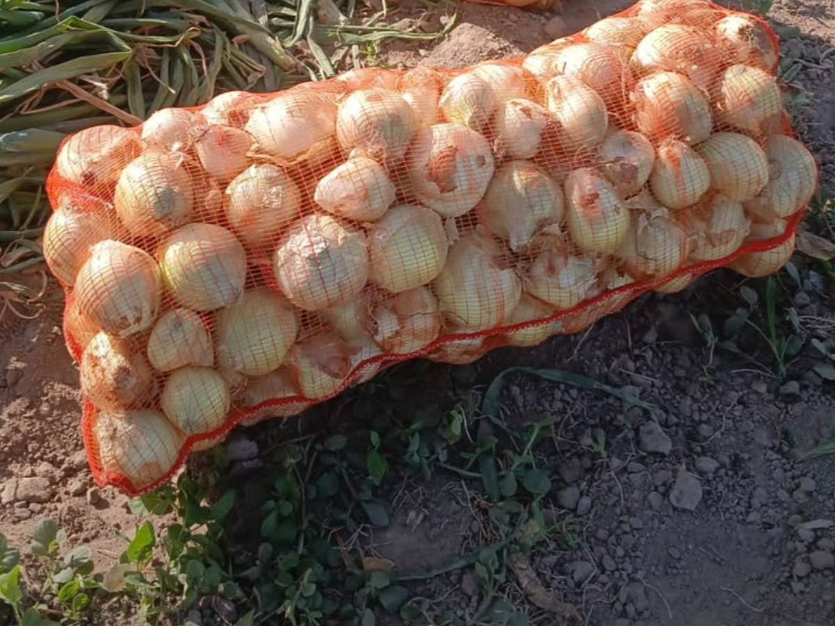 Cebolla amarilla comercial