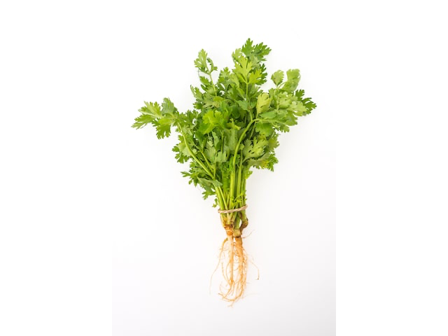 Cilantro
