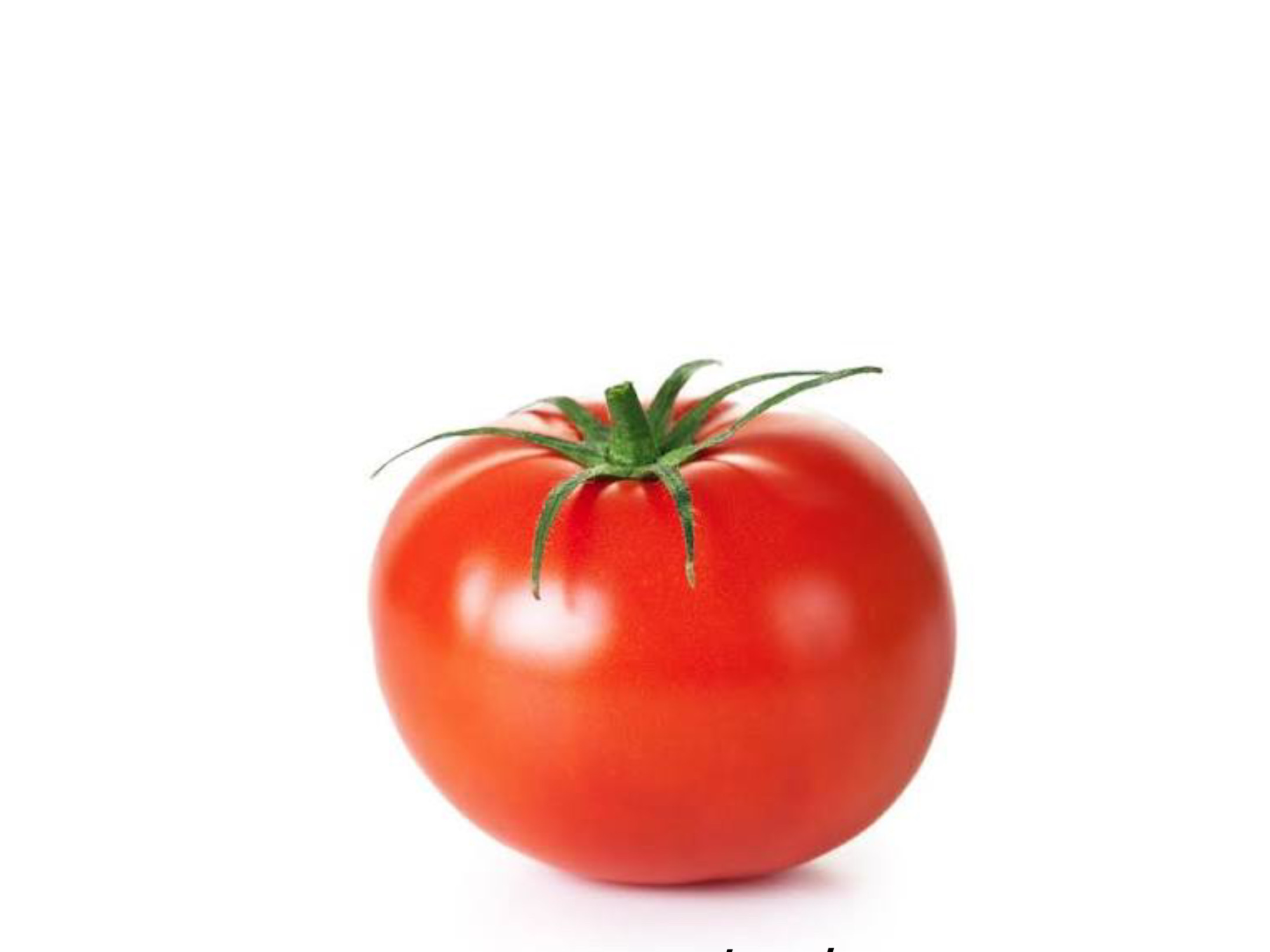 Tomate Redondo Mendoza