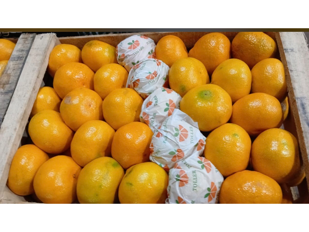 Mandarina Murcot