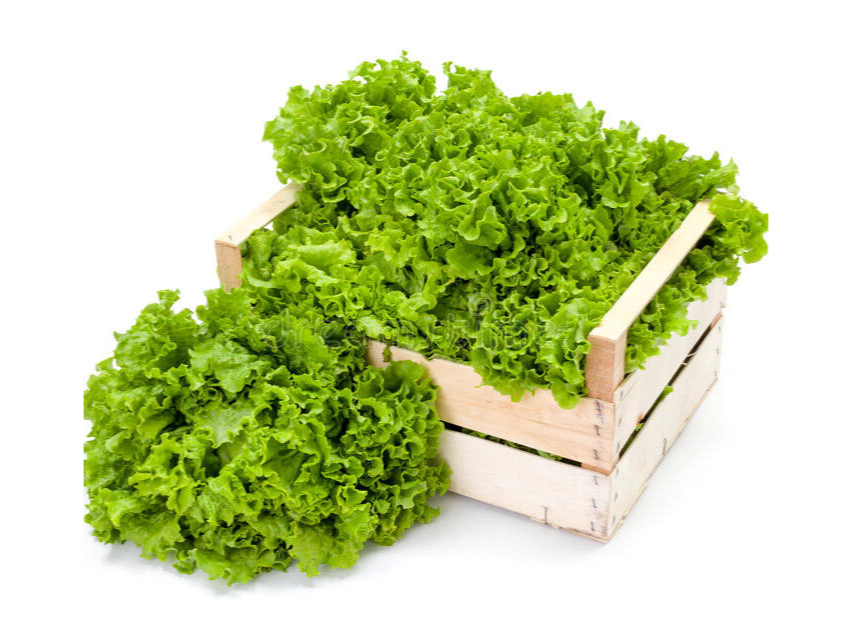 Lechuga crespa