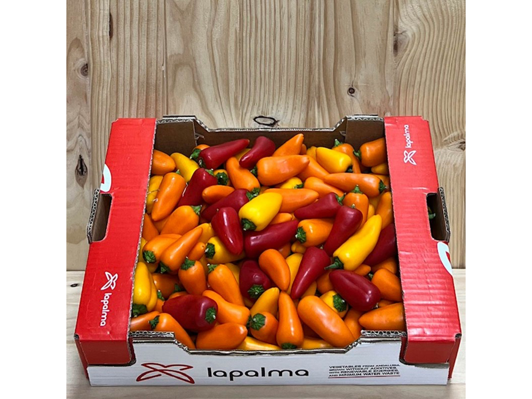 Pimientos baby invernadero
