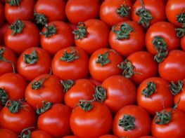 Tomate Trípoli norteño