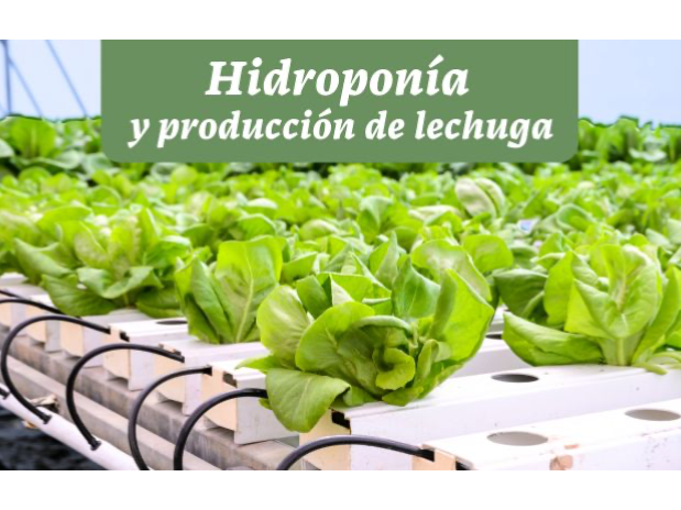 hidropónica manteca