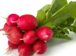 Rabanito