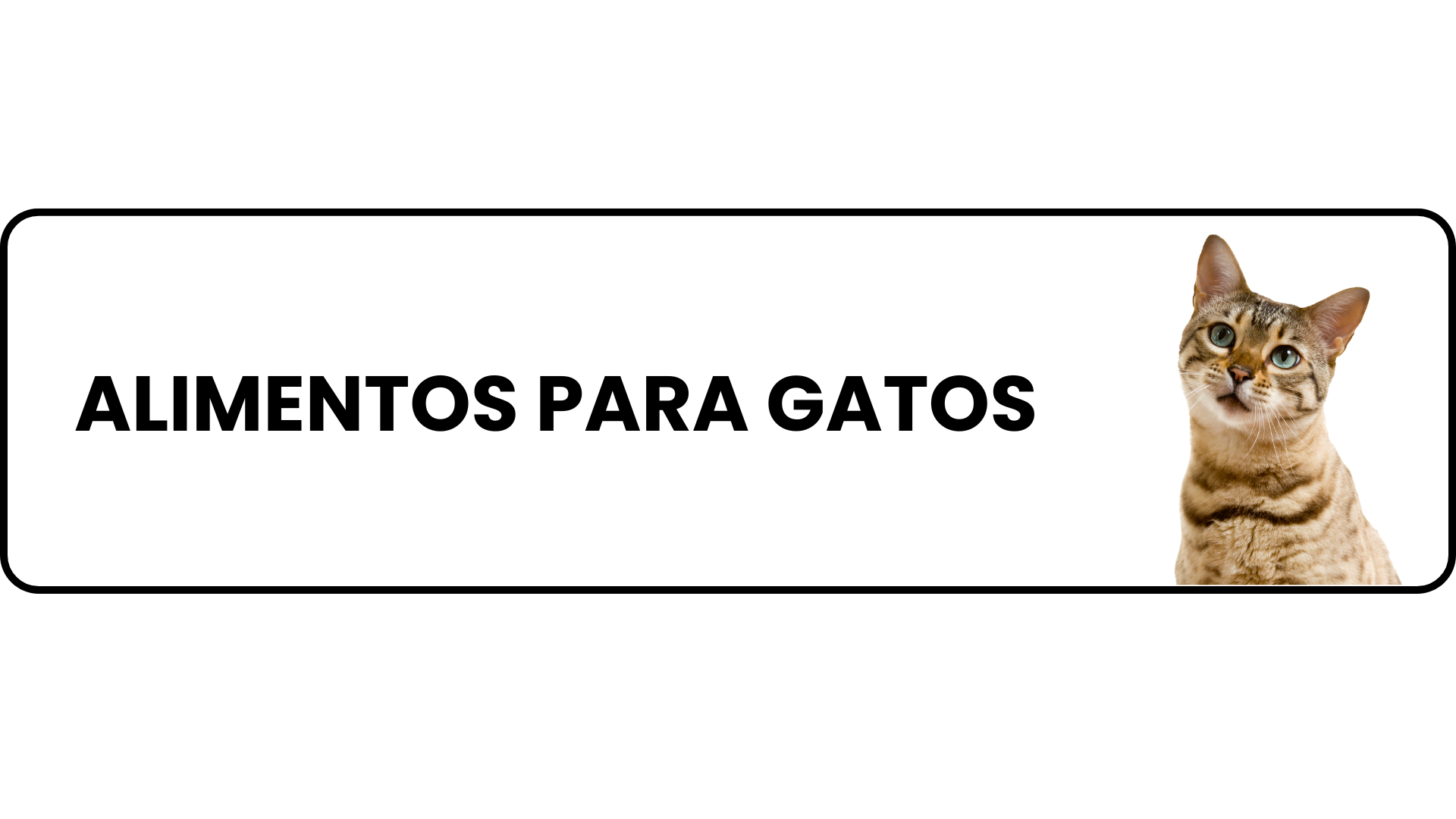 ALIMENTOS PARA GATOS