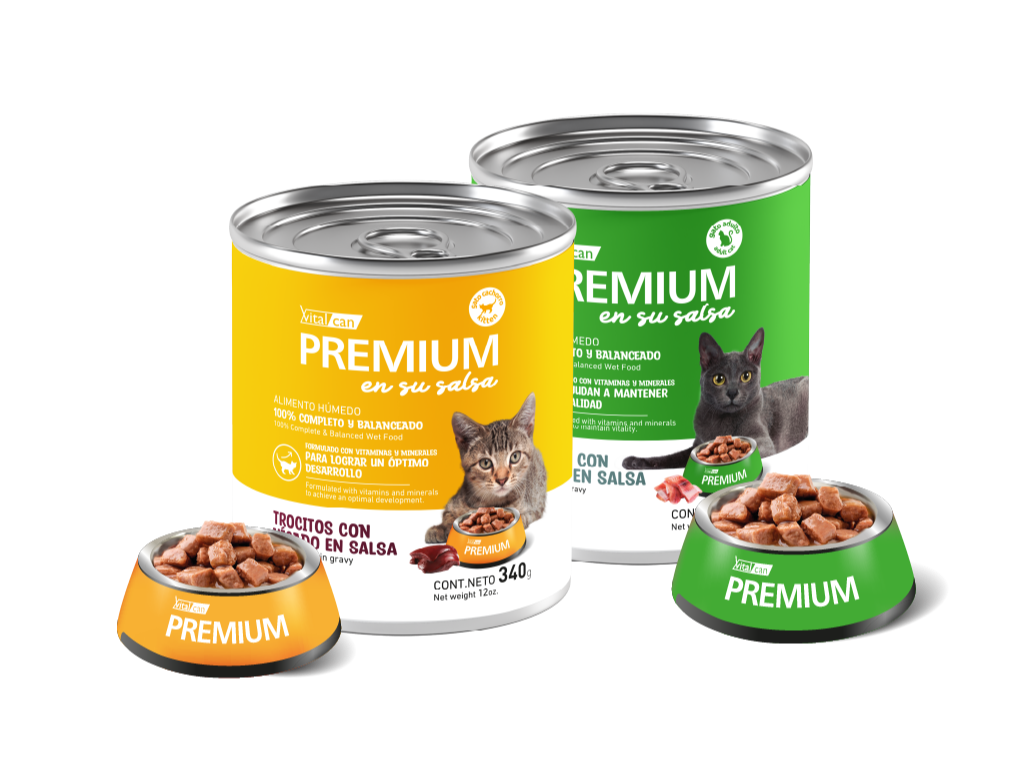 GATOS CACHORROS HUMEDOS