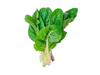 Acelga