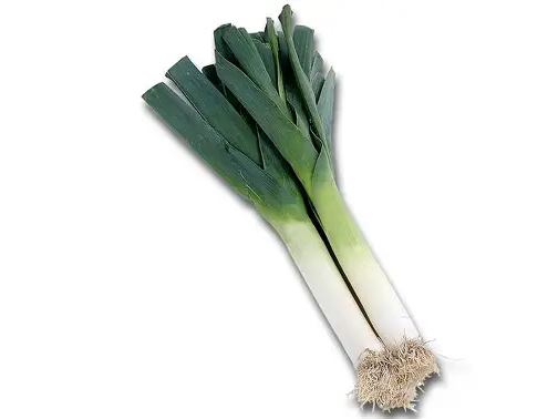 Puerro