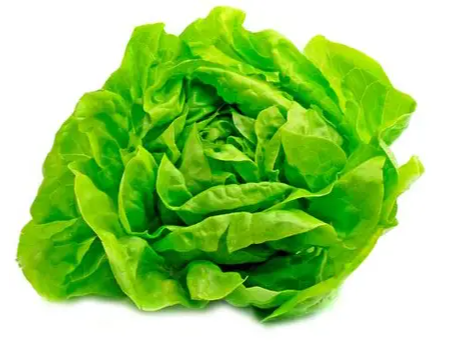 Lechuga Manteca
