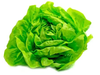 Lechuga Manteca