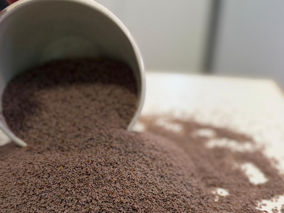 Semillas de Psyllium (Plantago)